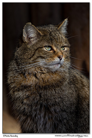 Wildcat (Wilde Kat) at the Bavarian Forest National Park