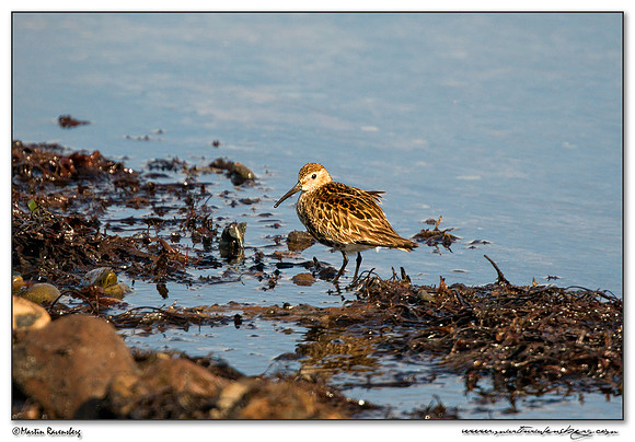 Dunlin (Bonte Strandloper) at Dundonnell