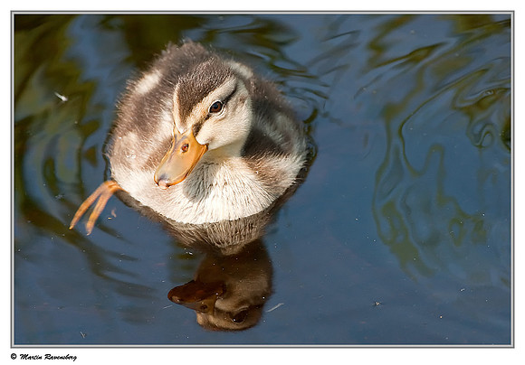 (Juvenile) Mallard (Wilde Eend) at the Reeuwijkse Plassen