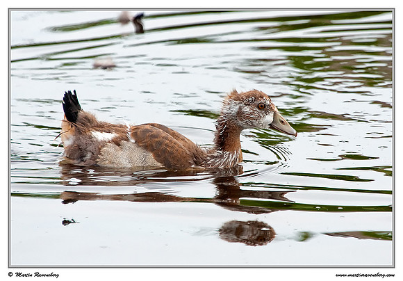 (Juvenal) Egyptian Goose (Nijlgans) at the Reeuwijkse Plassen
