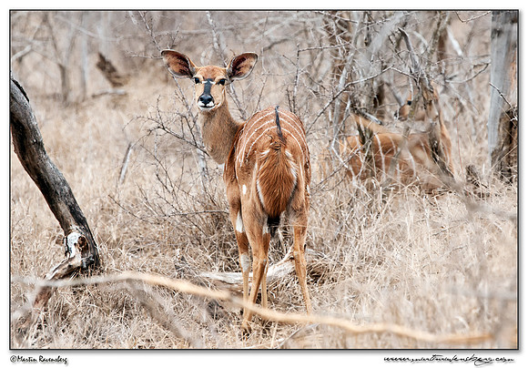Nyala at the Hlane Royal National Park