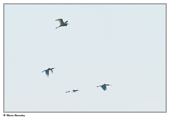 Eurasian Spoonbill or Common Spoonbill (Lepelaar) and Great Egret (Grote Zilverreiger) at the Gelderswoude Kerkpad near Gelderswoude