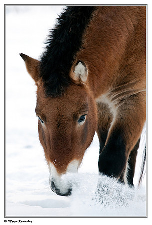 Przewalski's Horse (Przewalskipaard) at the Nature Park Lelystad
