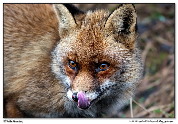 Red Fox (Vos) at the Amsterdamse Waterleiding Duinen Nature Reserve