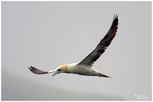 Northern Gannet (Jan-van-Gent) on the Isle of Mull - Scotland