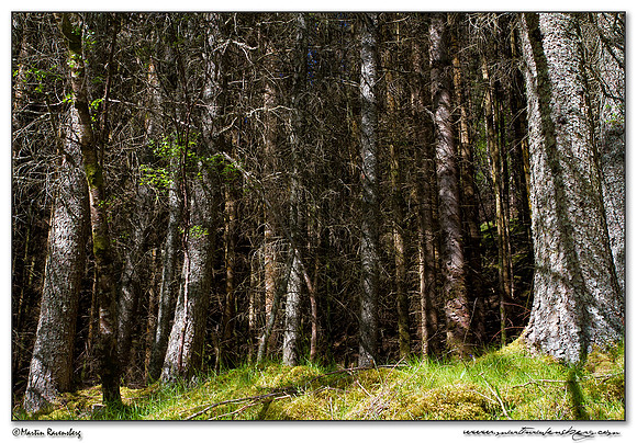 The forest near Dundonnell
