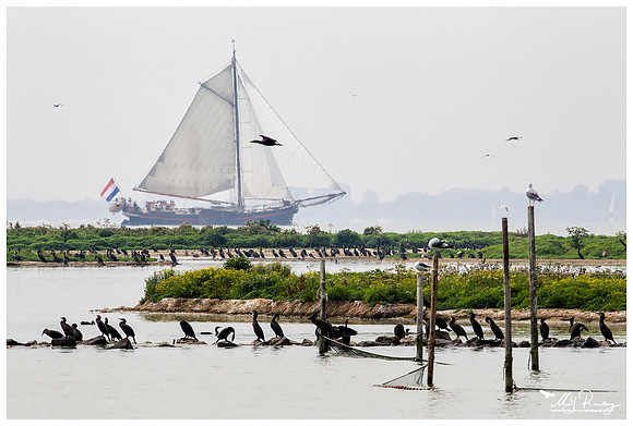 Great Cormorant (Aalscholver) at the island De Kreupel at the lake IJsselmeer