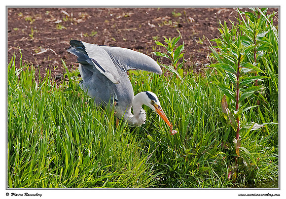 Grey Heron (Blauwe Reiger) at the Reeuwijkse Plassen.