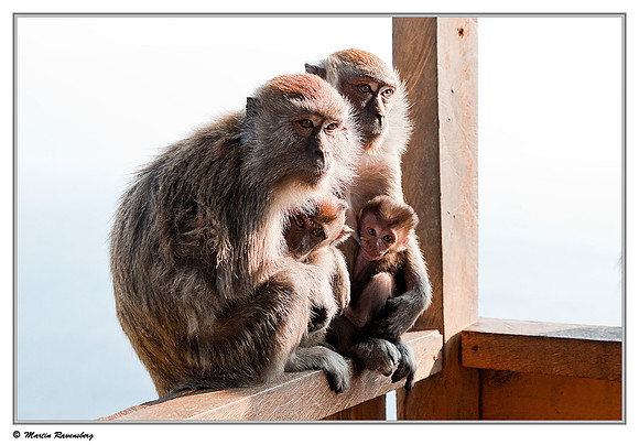 Long-tailed Macaque at a viewpoint over the Toba Lake near Prapat