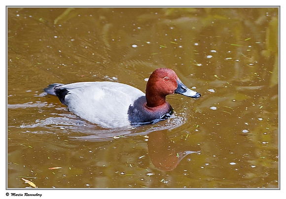 Common Pochard (Tafeleend) at the Reeuwijkse Plassen