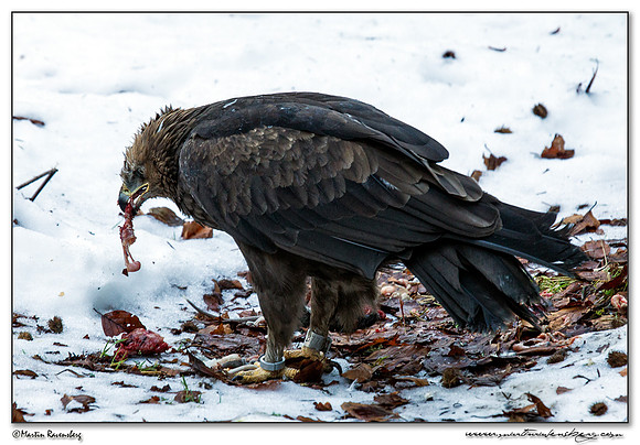 Lesser Spotted Eagle (Schreeuwarend) at the Bavarian Forest National Park