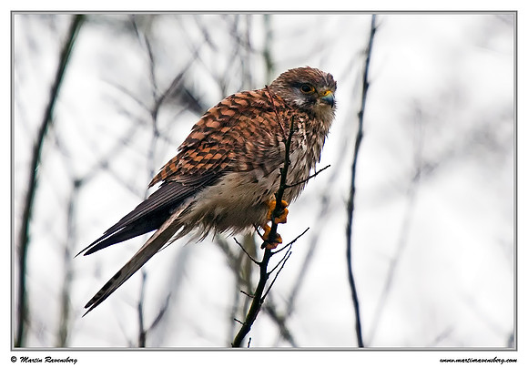 Common Kestrel ♀ (Torenvalk) at Schouwen-Duiveland