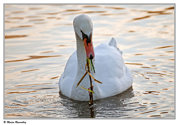 Mute Swan (Knobbelzwaan) near Hazerswoude, Spookverlaat