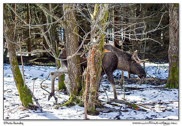 Moose (Eland) at the Bavarian Forest National Park
