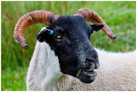Blackface sheep on the Isle of Mull - Scotland