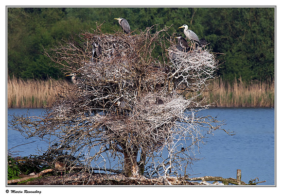 Grey Heron (Blauwe Reiger) at the Oostvaardersplassen -  Lepelaarhut