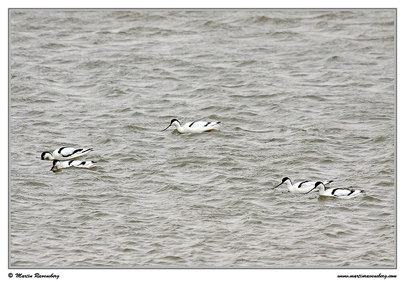 Pied Avocet (Kluut) at Schouwen-Duiveland