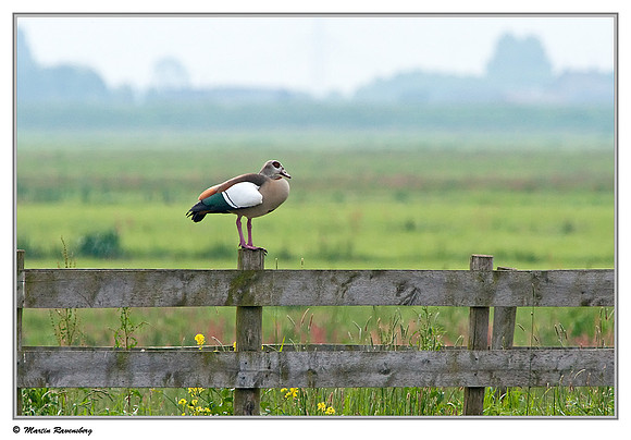 Egyptian Goose (Nijlgans) at the Reeuwijkse Plassen