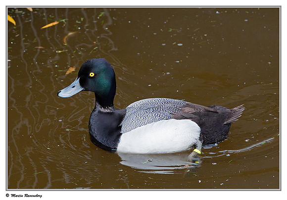 Greater Scaup (Toppereend) at the Reeuwijkse Plassen