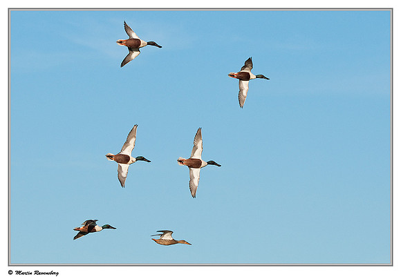 Northern Shoveler (Slobeend) near Hazerswoude in the meadow birds reserve De Wilck