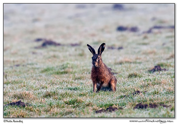 European Hare (Haas) at the National Landscape Arkemheem-Eemland