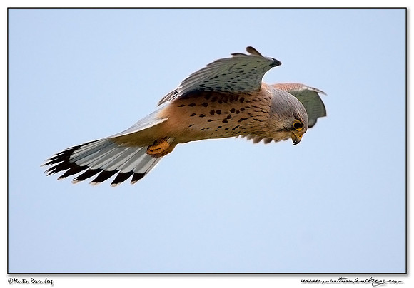Common Kestrel (Torenvalk) at the Plompe Toren near Koudekerke at Schouwen-Duiveland