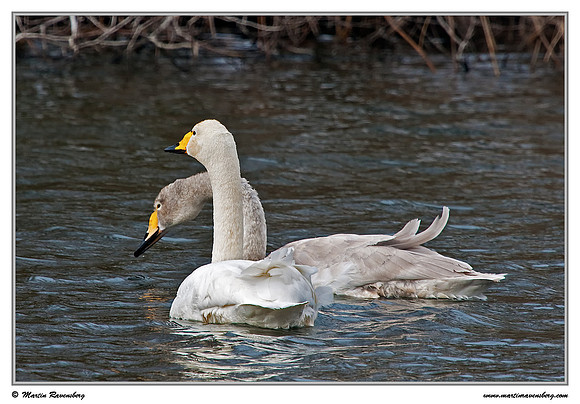 Whooper Swan (Wilde Zwaan) at the Amsterdamse Waterleiding Duinen