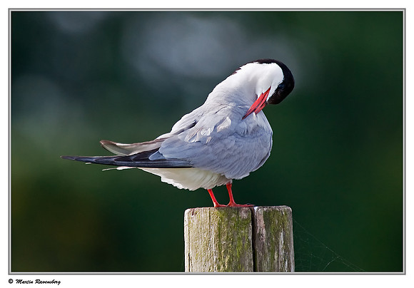 Common Tern (Visdiefje) at the Groene Jonker nature area near Nieuwkoop