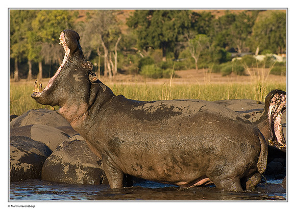Common Hippopotamus in the Chobe River