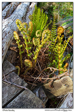 A fern near Dundonnell