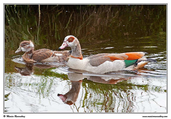 Egyptian Goose (Nijlgans) at the Reeuwijkse Plassen