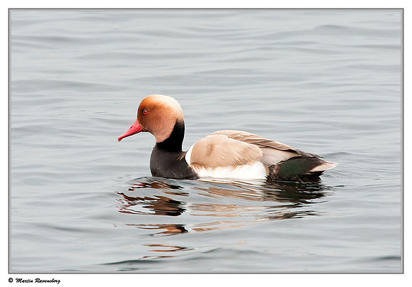 Red-crested Pochard (Krooneend) at the Reeuwijkse Plassen