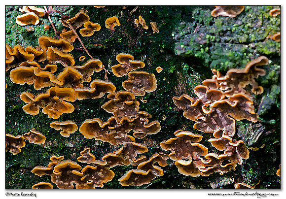 Gelatinous-pored Polypore / Tweekleurig Elfenbankje (Gloeoporus dichrous) at the Hoge Veluwe National Park