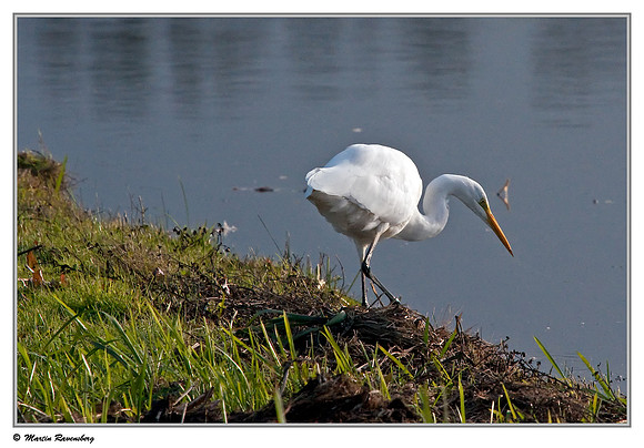 Great Egret (Grote Zilverreiger) near Hazerswoude in the meadow birds reserve De Wilck