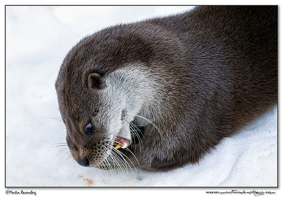 European Otter (Europese Otter) at the Bavarian Forest National Park