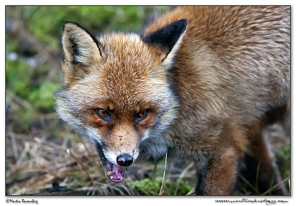 Red Fox (Vos) at the Amsterdamse Waterleiding Duinen Nature Reserve