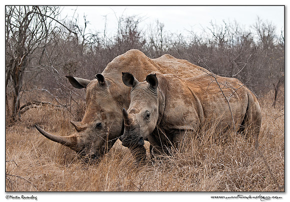 White Rhinoceros (Witte Neushoorn) at the Hlane Royal National Park