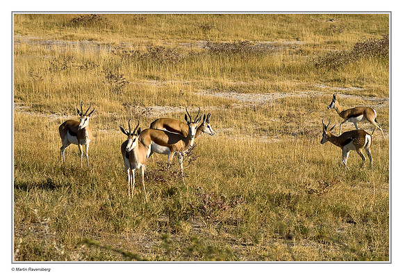 Springbok in Etosha National Park