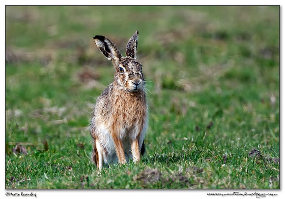 European Hare (Haas) at the National Landscape Arkemheem-Eemland