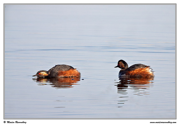 Black-necked Grebe (Geoorde Fuut) at the Groene Jonker nature area near Nieuwkoop