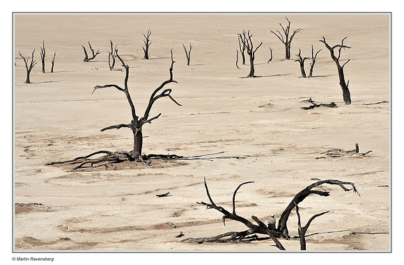 Dead Camel Thorn trees in the Dead Vlei in the Namib-Naukluft National Park