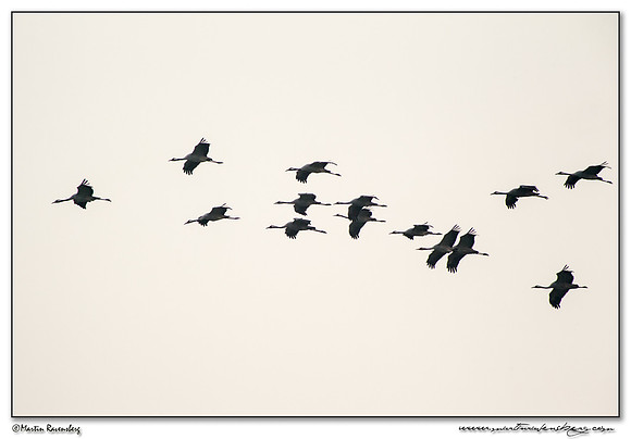 Common Crane (Kraanvogel) near Linum and surrounding areas