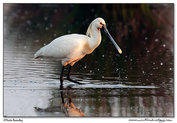 Eurasian Spoonbill or Common Spoonbill (Lepelaar) at the Groene Jonker nature area near Nieuwkoop