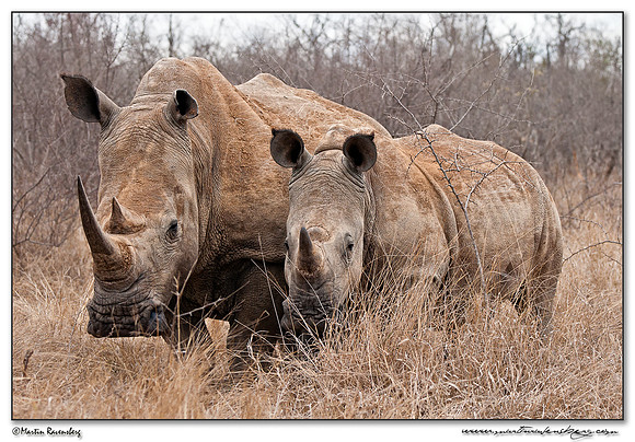 White Rhinoceros (Witte Neushoorn) at the Hlane Royal National Park