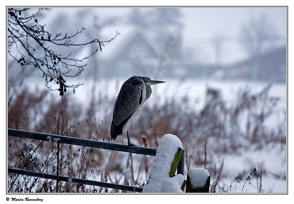 Grey Heron (Blauwe Reiger) near Hazerswoude, Spookverlaat