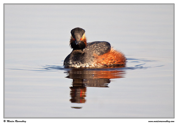 Black-necked Grebe (Geoorde Fuut) at the Groene Jonker nature area near Noorden