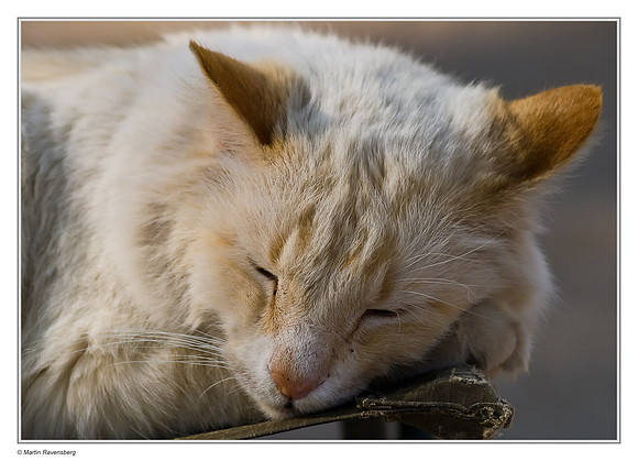 Sleeping beauty.