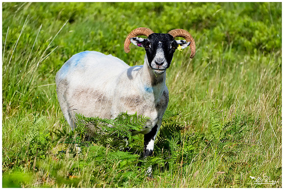Blackface sheep on the Isle of Mull - Scotland