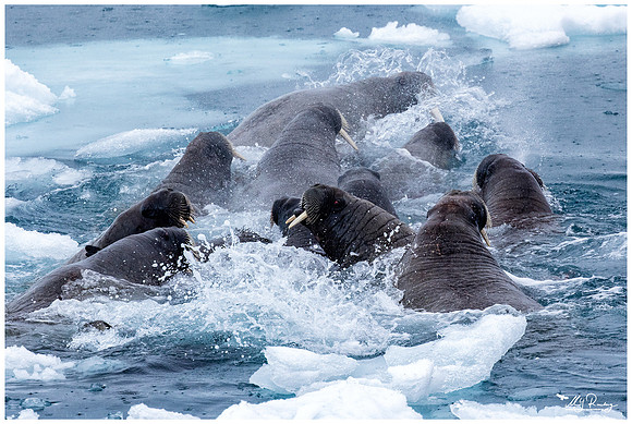 Walrus at Torellneset at the south west coast of the Nordaustlandet Island.