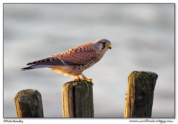 Common Kestrel (Torenvalk) near the Plompe Toren near Koudekerke at Schouwen-Duiveland